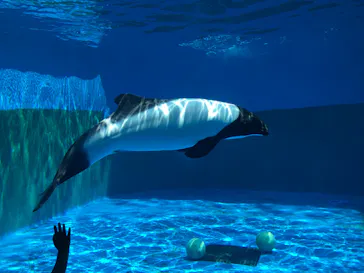 仙台うみの杜水族館に投稿された画像（2020/8/11）