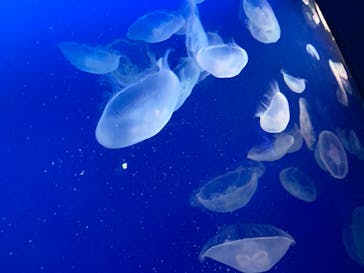 新江ノ島水族館に投稿された画像（2020/8/11）