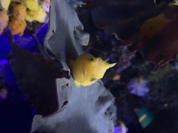 新江ノ島水族館に投稿された画像（2020/8/11）