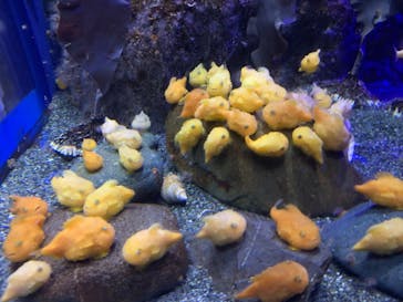 新江ノ島水族館に投稿された画像（2020/8/11）