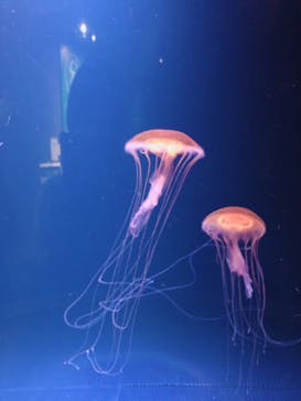 マリンワールド海の中道に投稿された画像（2020/8/11）