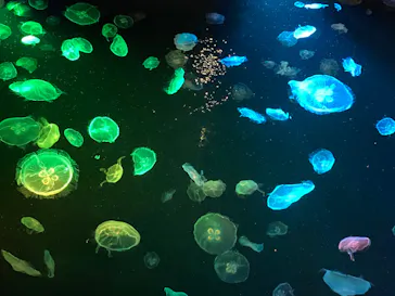 すみだ水族館に投稿された画像（2020/8/11）