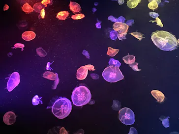 すみだ水族館に投稿された画像（2020/8/11）