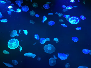 すみだ水族館に投稿された画像（2020/8/11）