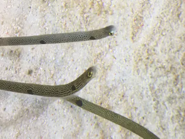 すみだ水族館に投稿された画像（2020/8/11）