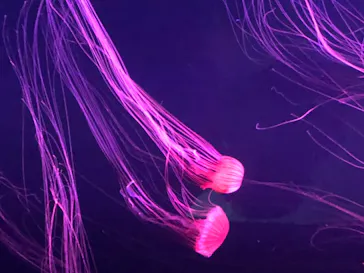 すみだ水族館に投稿された画像（2020/8/11）