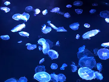 すみだ水族館に投稿された画像（2020/8/11）