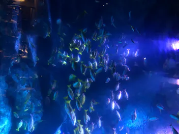 すみだ水族館に投稿された画像（2020/8/11）