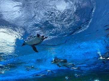 サンシャイン水族館に投稿された画像（2020/8/11）