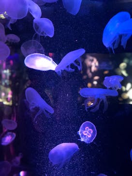 京都水族館に投稿された画像（2020/8/11）