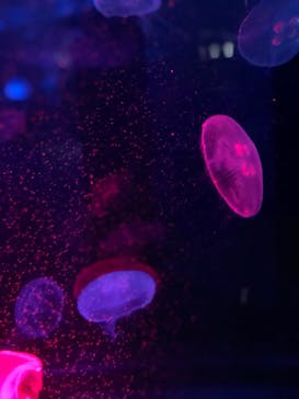 京都水族館に投稿された画像（2020/8/11）