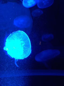 京都水族館に投稿された画像（2020/8/11）