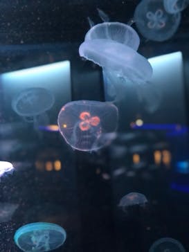 京都水族館に投稿された画像（2020/8/11）