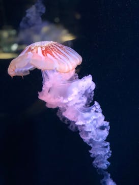 京都水族館に投稿された画像（2020/8/11）