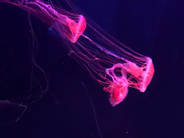 すみだ水族館に投稿された画像（2020/8/11）