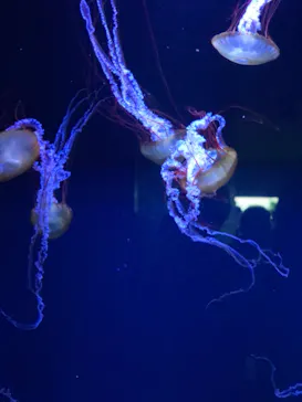 すみだ水族館に投稿された画像（2020/8/11）