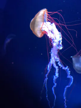 すみだ水族館に投稿された画像（2020/8/11）