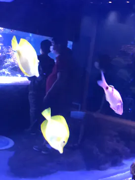 すみだ水族館に投稿された画像（2020/8/11）