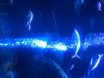 すみだ水族館に投稿された画像（2020/8/11）