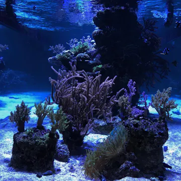 すみだ水族館に投稿された画像（2020/8/11）