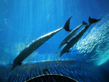 横浜・八景島シーパラダイスに投稿された画像（2020/8/11）