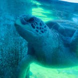 横浜・八景島シーパラダイスに投稿された画像（2020/8/11）