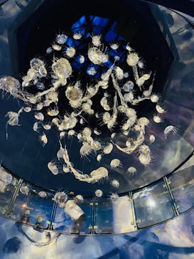 横浜・八景島シーパラダイスに投稿された画像（2020/8/11）