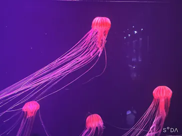 すみだ水族館に投稿された画像（2020/8/11）