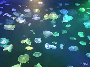 すみだ水族館に投稿された画像（2020/8/11）