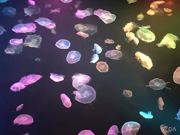 すみだ水族館に投稿された画像（2020/8/11）