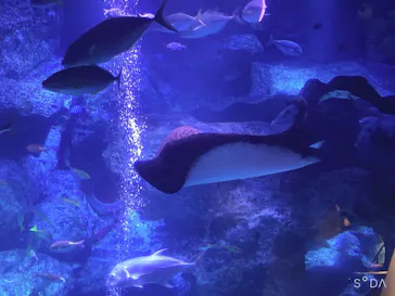 すみだ水族館に投稿された画像（2020/8/11）