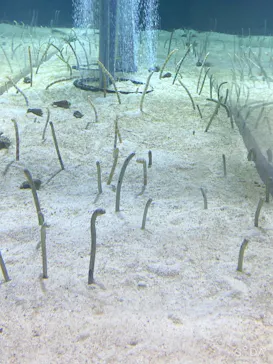 すみだ水族館に投稿された画像（2020/8/11）