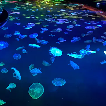 すみだ水族館に投稿された画像（2020/8/11）