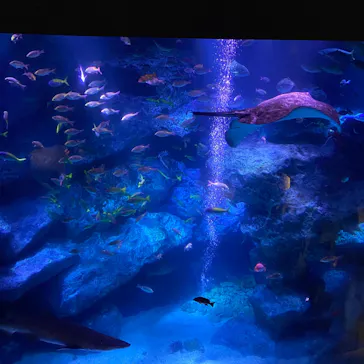 すみだ水族館に投稿された画像（2020/8/11）