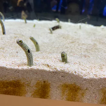 すみだ水族館に投稿された画像（2020/8/11）