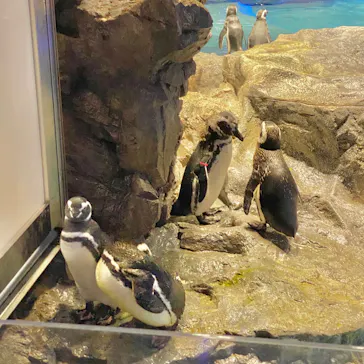 すみだ水族館に投稿された画像（2020/8/11）