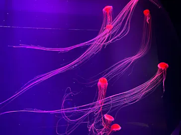 すみだ水族館に投稿された画像（2020/8/11）