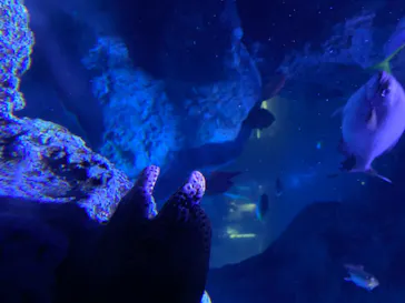 すみだ水族館に投稿された画像（2020/8/11）