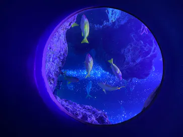 すみだ水族館に投稿された画像（2020/8/11）