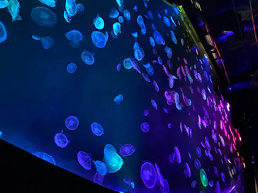 すみだ水族館に投稿された画像（2020/8/11）