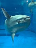 アクアワールド茨城県大洗水族館に投稿された画像（2020/8/11）