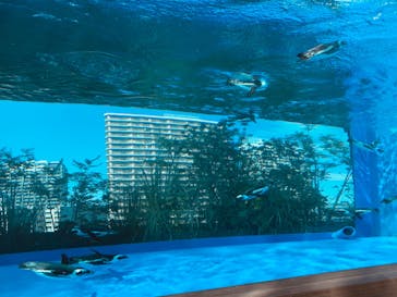 サンシャイン水族館に投稿された画像（2020/8/11）