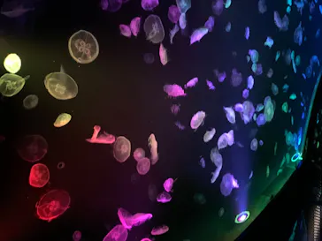 すみだ水族館に投稿された画像（2020/8/11）