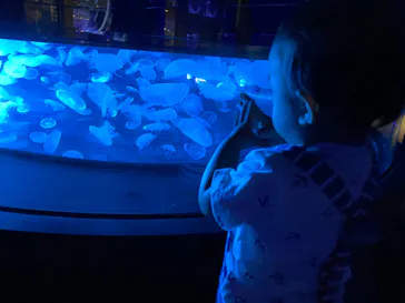 すみだ水族館に投稿された画像（2020/8/11）