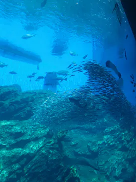 仙台うみの杜水族館に投稿された画像（2020/8/11）