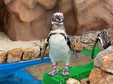 大分マリーンパレス水族館 「うみたまご」に投稿された画像（2020/8/11）