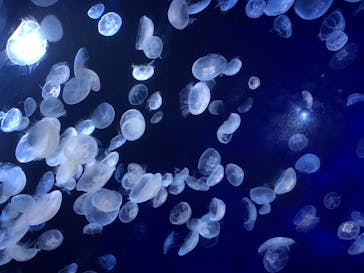 サンシャイン水族館に投稿された画像（2020/8/11）