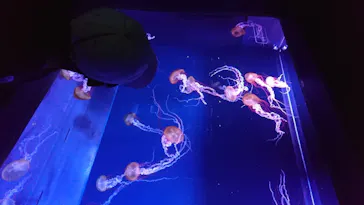 すみだ水族館に投稿された画像（2020/8/11）