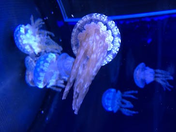 新江ノ島水族館に投稿された画像（2020/8/11）