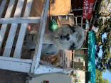 としまえんに投稿された画像（2020/8/11）